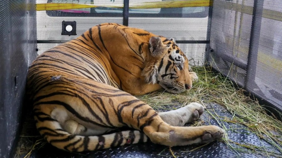Man, 71, arrested after 7 'emotional support' tigers found in his house