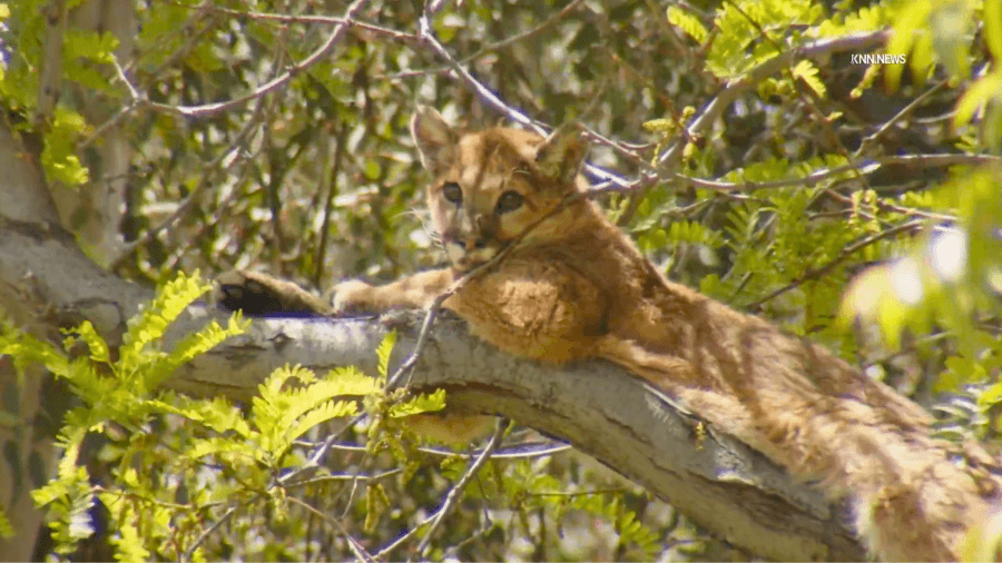 Fuzzy mountain lion cub spends its Friday lounging in a Santa Clarita tree