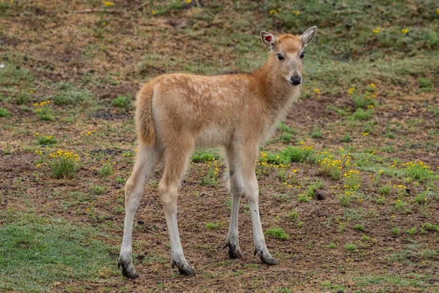 Deer species listed as extinct in the wild born at Southern California zoo