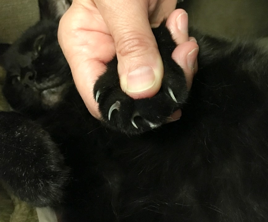 Bill prohibiting cat declawing in California moves forward in state legislature