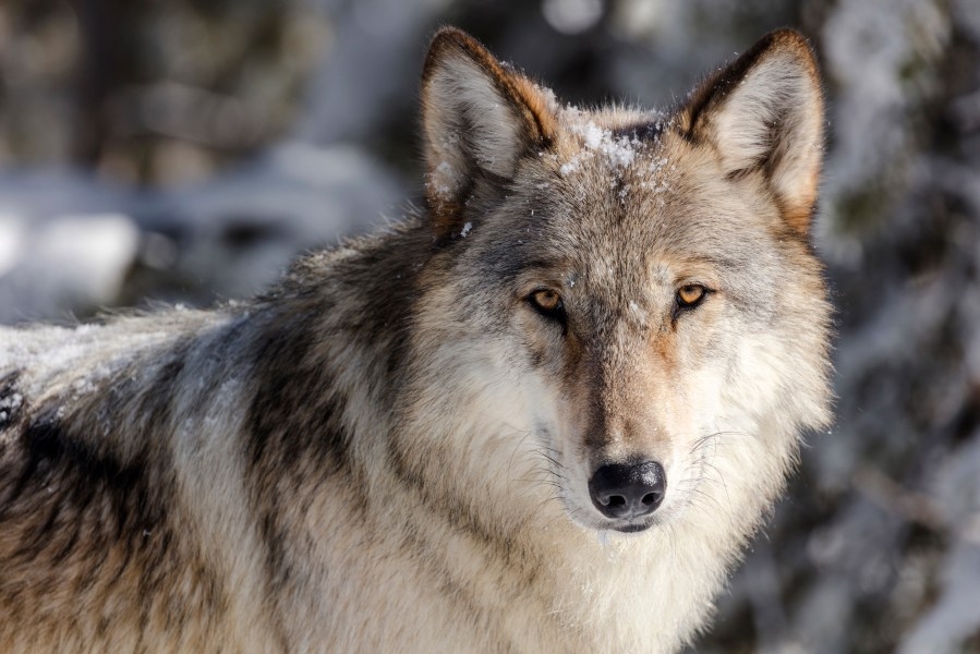 California launches wolf tracking tool to help prevent livestock conflict