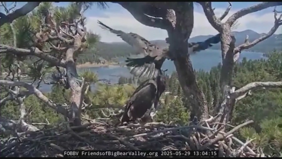 Live cam viewers catch special moment as Big Bear eaglet Sunny attempts first flight