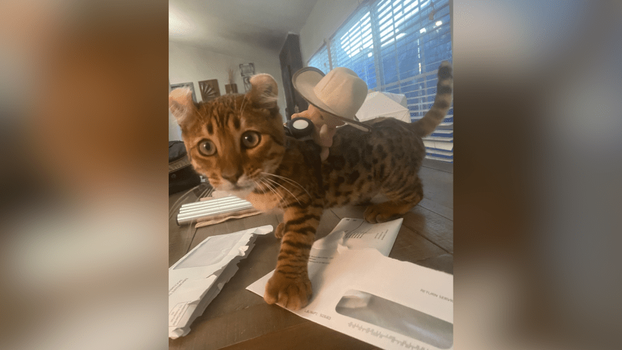 Woman says pet was ‘definitely taken' by man in suspected catnapping caught on camera