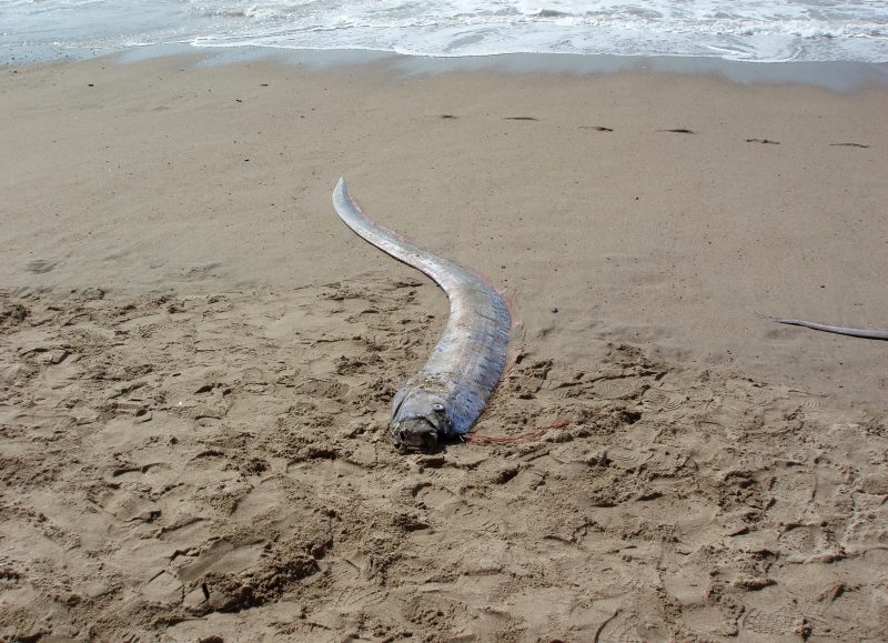 What is the ‘doomsday fish'?