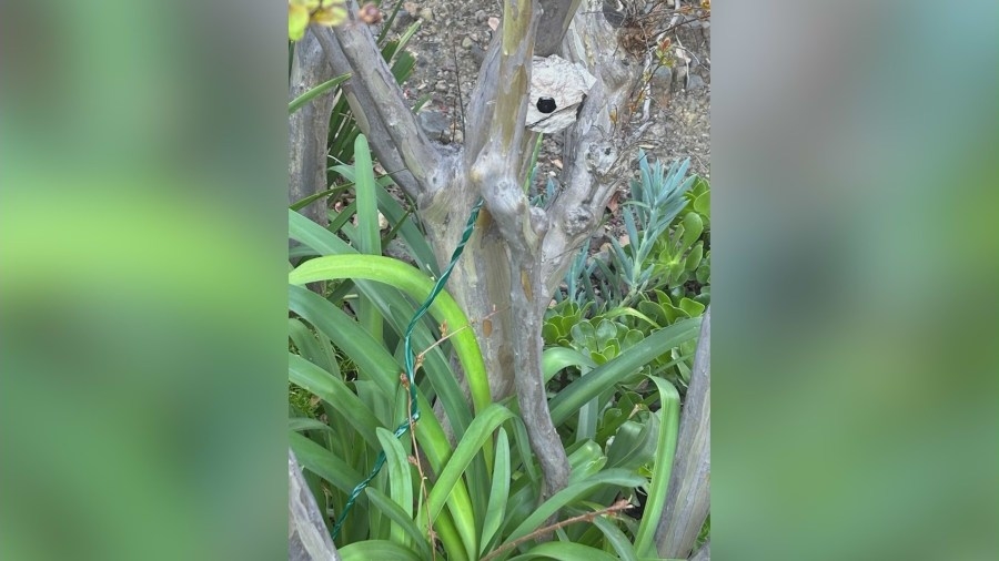 Criminal trend continues: Another hidden camera found in Southern California