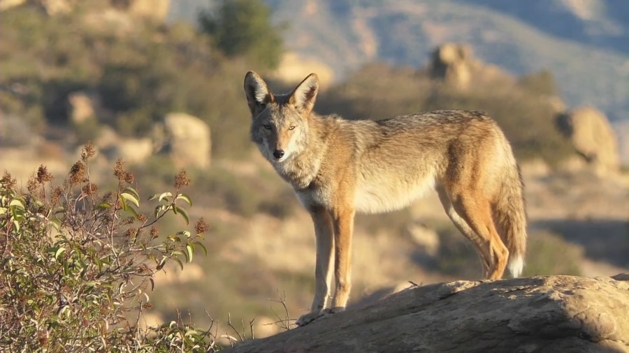Coyote encounters in Santa Monica on the rise in wake of Palisades Fire