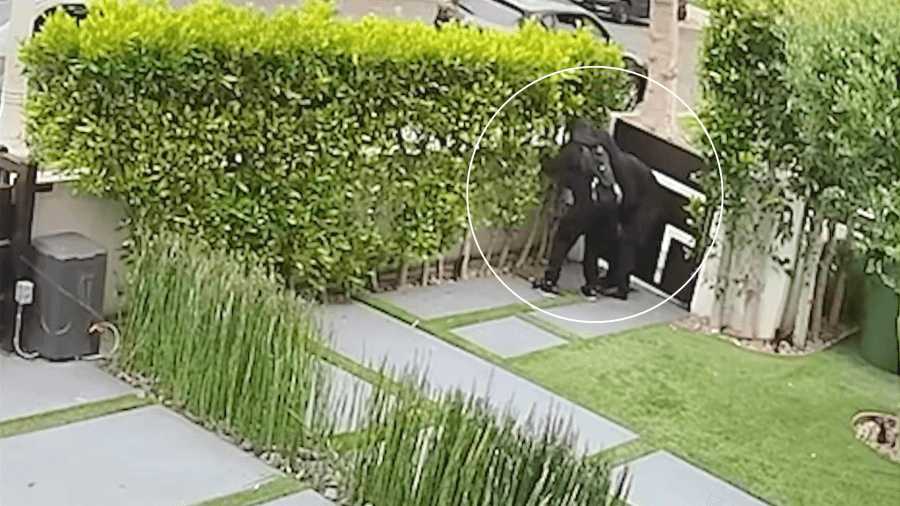 Hancock Park neighborhood repeatedly targeted by burglars
