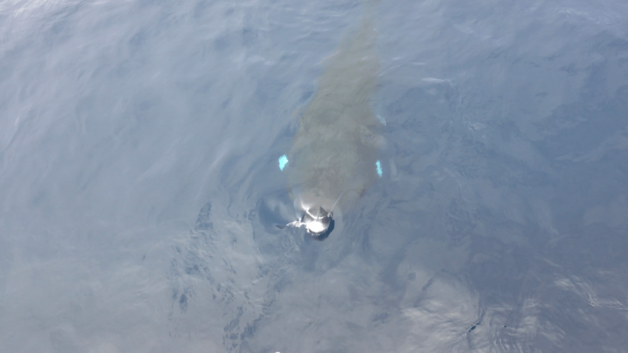 Whale watching tour off Newport Beach gets rare visit from ‘phantoms' of the Pacific