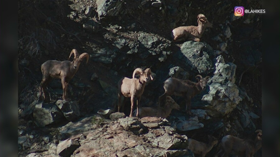 Mountain hikers spot rare herd of animals outside Los Angeles