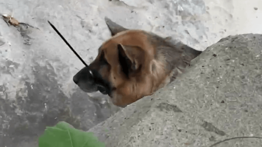 Dog abandoned, left zip-tied in Malibu wilderness dies