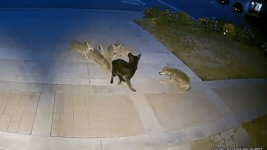 Video shows dog fend off pack of coyotes in front of Southern California home