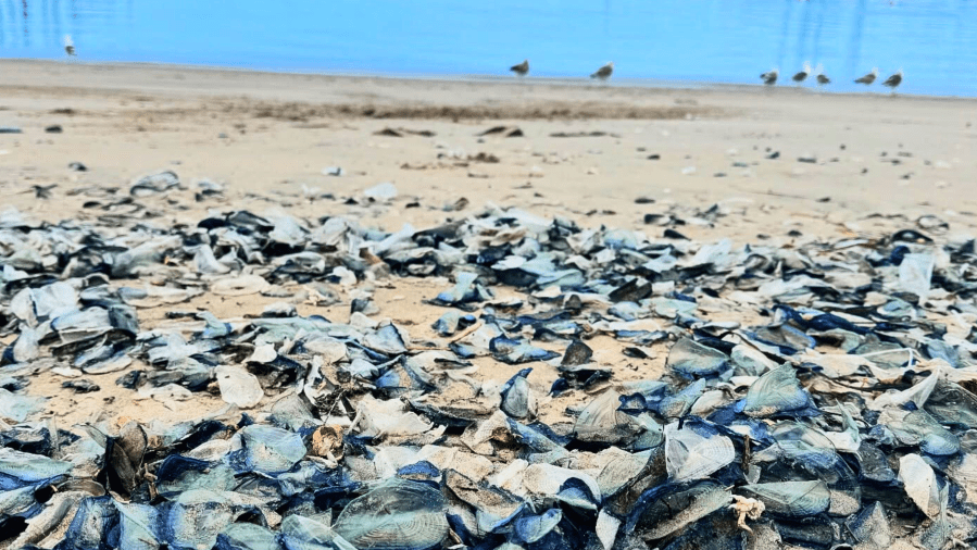 Thousands of tiny sea creatures wash ashore in Ventura County
