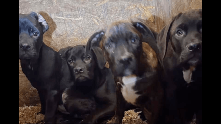 Suspect arrested after malnourished dogs found in Riverside County home