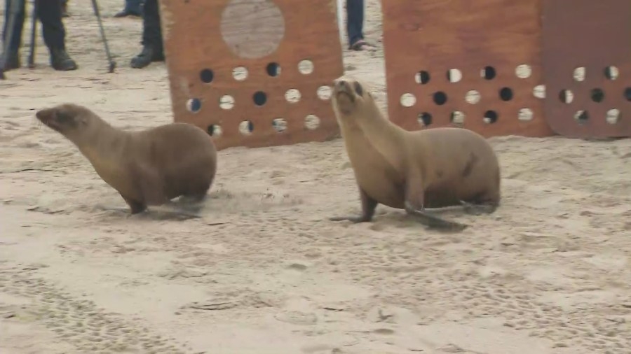 Watch: Sea lion pups return to wild in Venice Beach