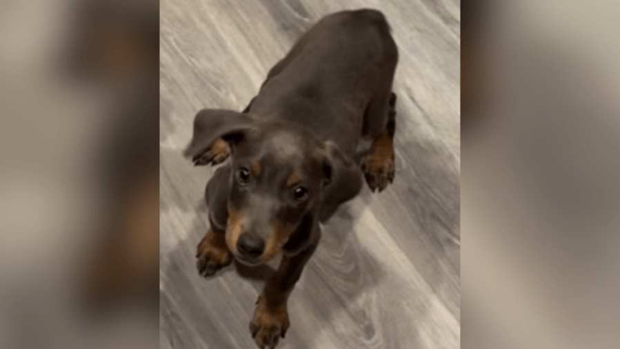 Doberman puppy snatched from owners during ‘engaging conversation about dogs'