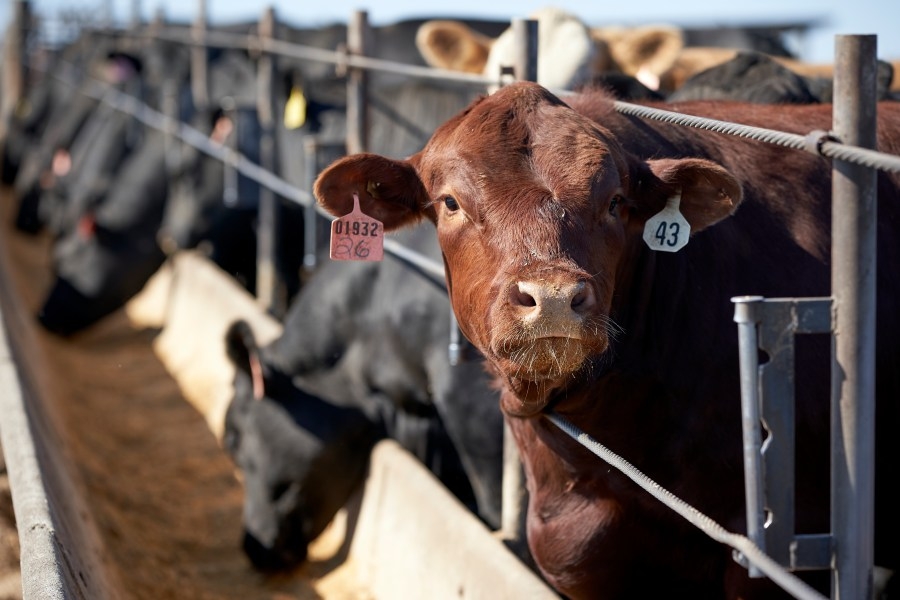 Parasitic fly puts halt to cattle imports; U.S. legislators back domestic sterilization facility