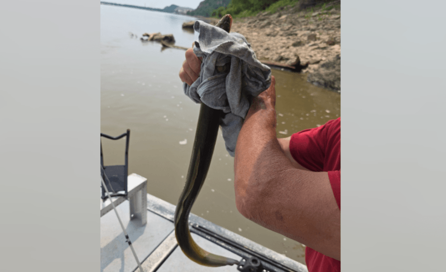 Yes, there are eels in Missouri – And they're all female