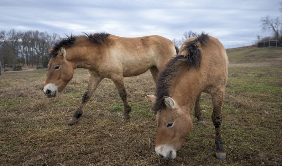 Saint Louis Zoo takes in two endangered wild horses