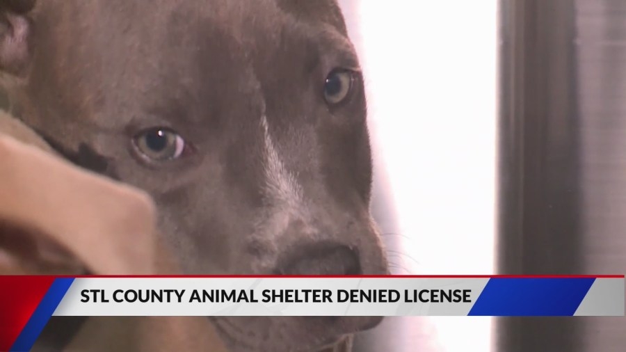 St. Louis animal shelter fails inspection, starts waiver program