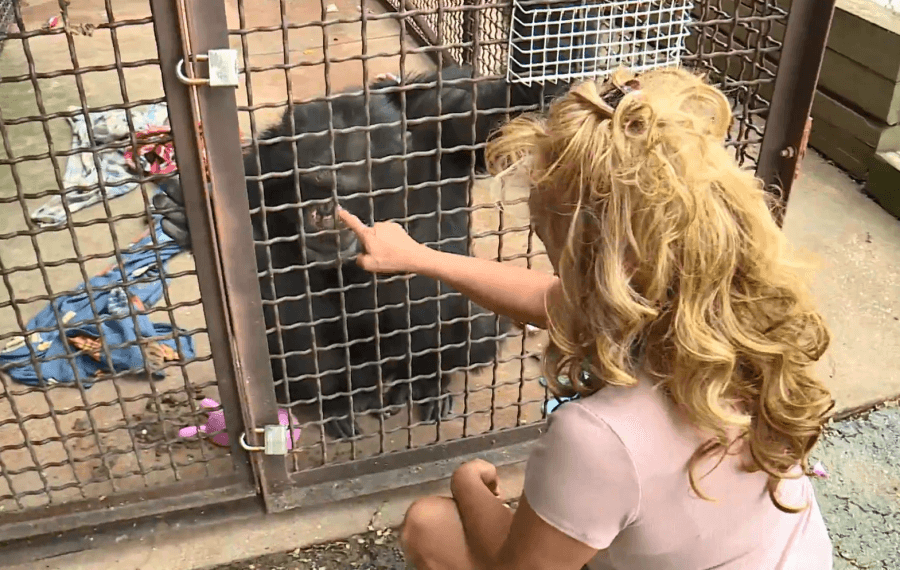 ‘Chimp Crazy' Tonia Haddix pleads guilty to three felony charges