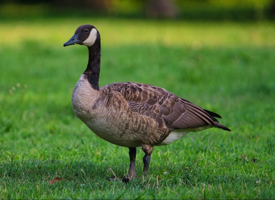 Suspect arrested in alleged goose attack outside Manchester Costco