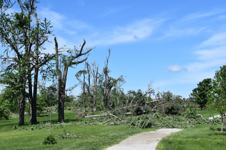 Where is Forest Park at in the road to recovery?