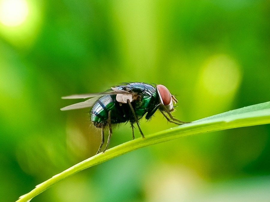 Rumor of parasitic fly in Missouri debunked by Department of Agriculture