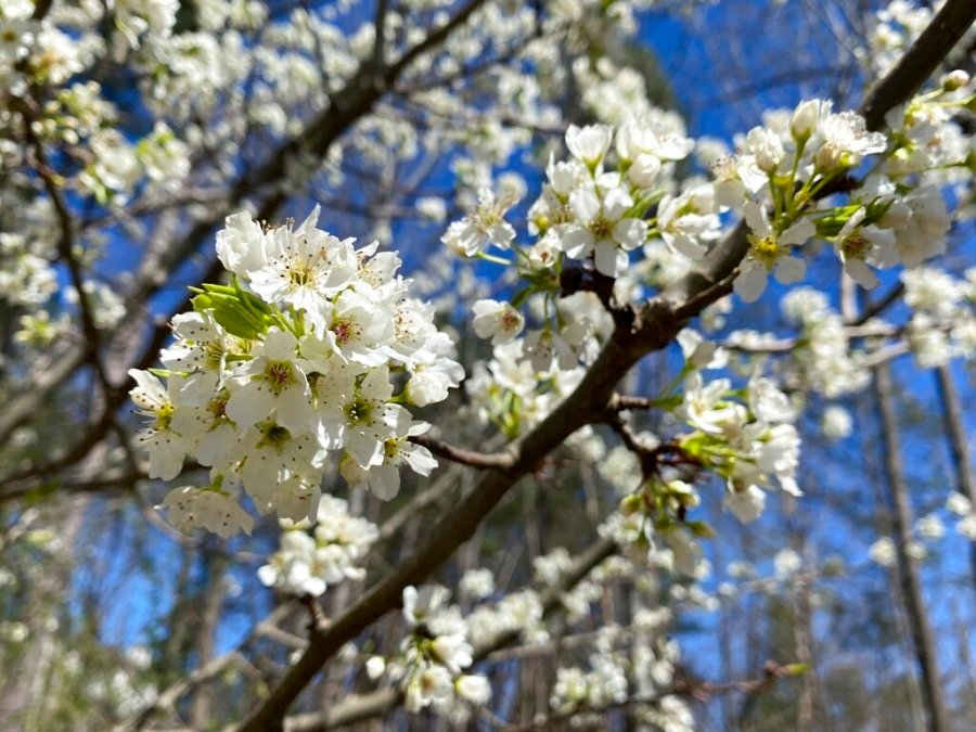 Missouri bill bans smelly Callery pear trees and other invasive plants