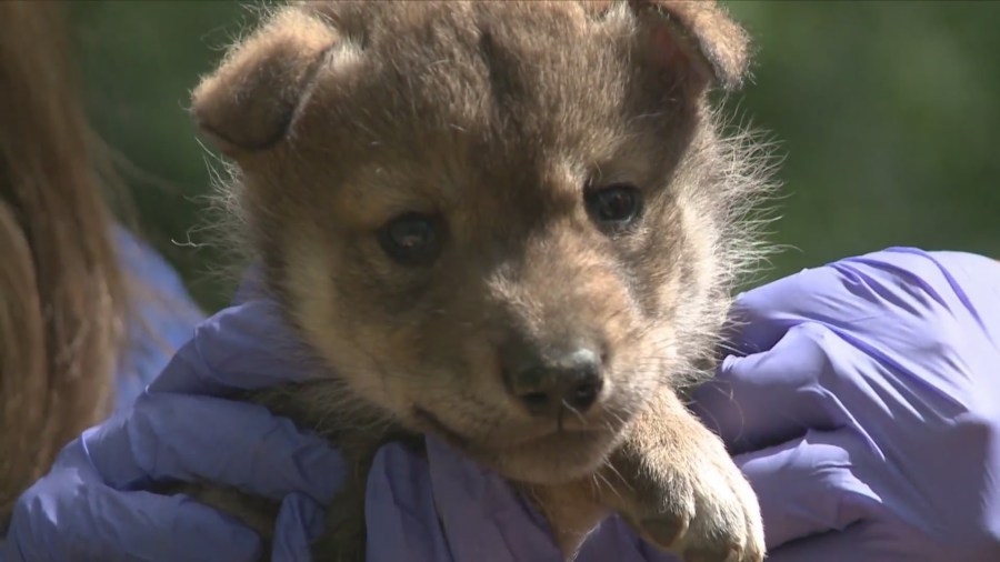 Endangered Wolf Center prepares for gray, red wolf pups