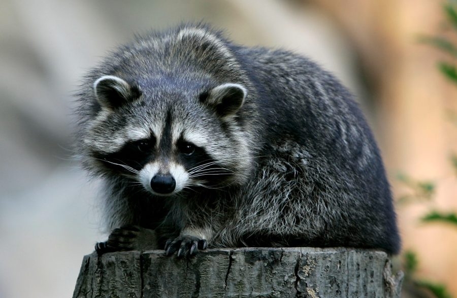 Is it legal to own a pet raccoon in Missouri or Illinois?