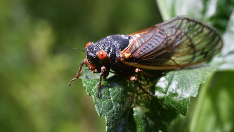Cicadas start to emerge across the U.S.; how will Missouri and Illinois be impacted?