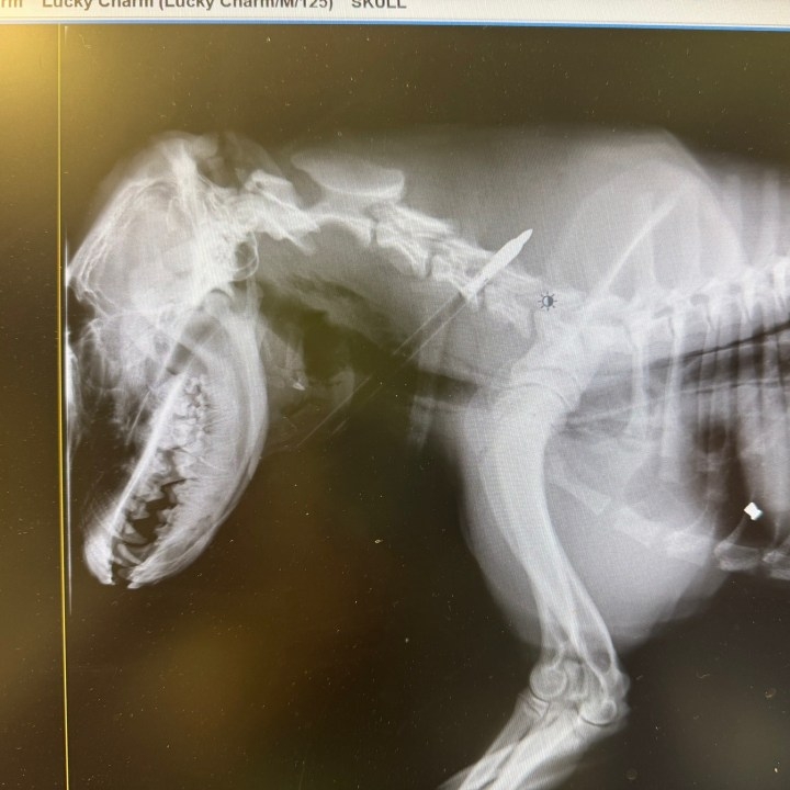 ‘They wanted him dead,' Missouri dog rescued after getting shot by bow and arrow