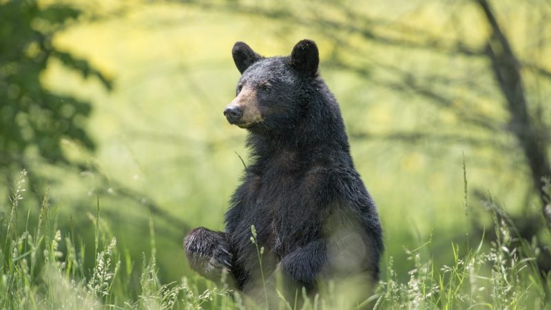 Bear spotted in O'Fallon; residents urged to keep distance