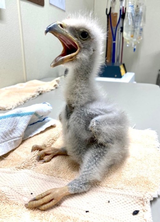 Bald eagle chicks saved from riverbed after nest fall