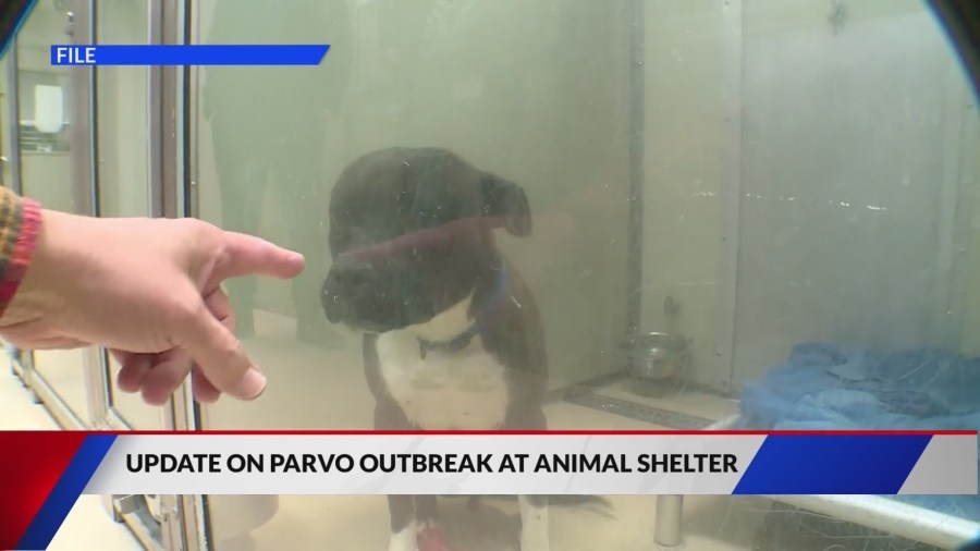 St. Louis County says parvo shelter outbreak is ‘under control'