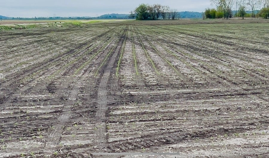 Despite a month of heavy rain, farmers remain optimistic about growing season