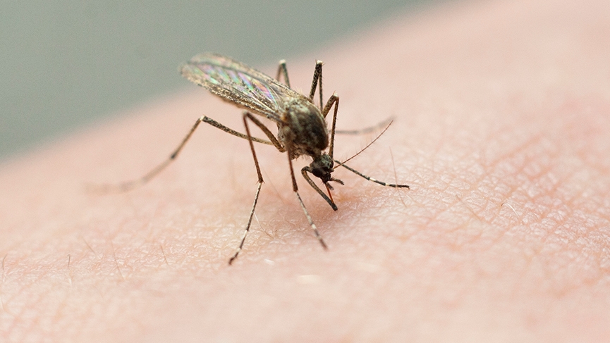 West Nile virus found in Rockford mosquito pool, sparking health concerns