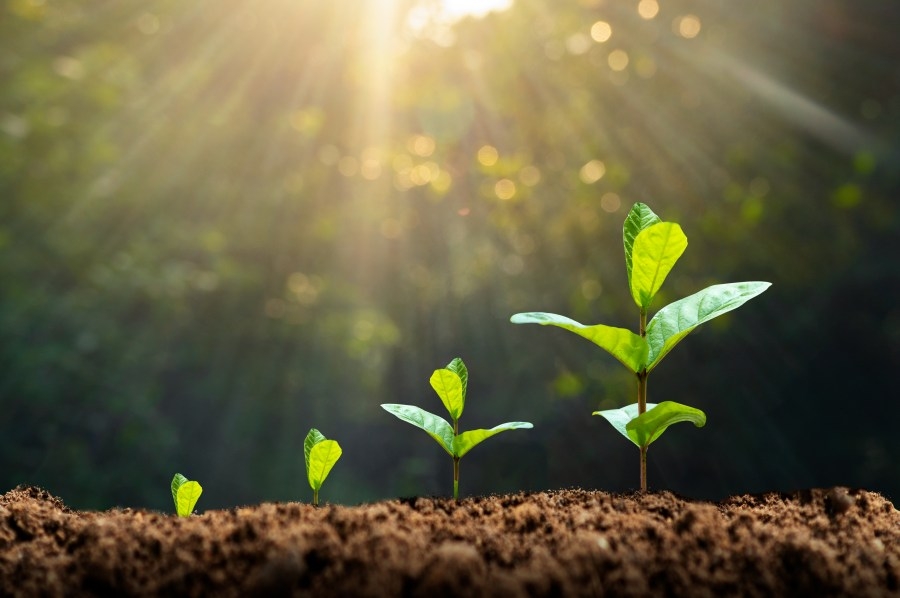 Federal cuts halt major Arbor Day tree-planting effort in St. Louis