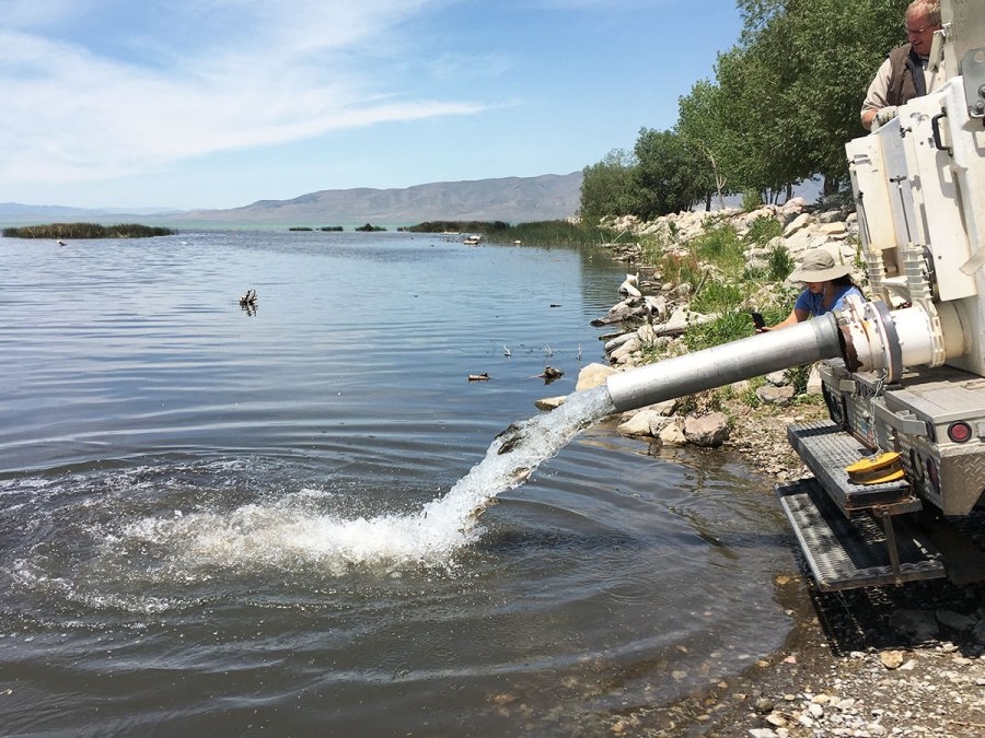 Utah Division of Wildlife Resources reports increased populations in formerly endangered June sucker fish