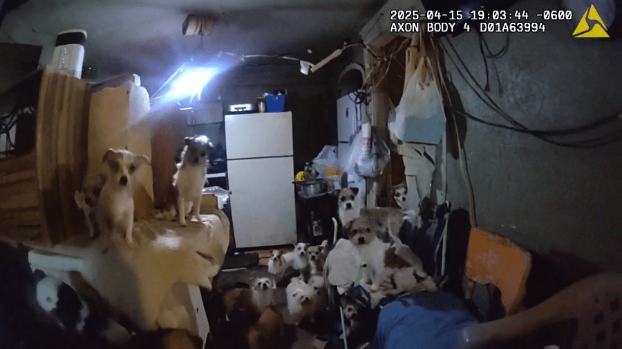 WATCH: Bodycam footage released after over 150 dogs rescued from Ogden home