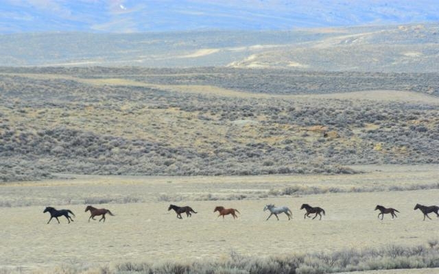 BLM to remove over 3,000 wild horses from Wyoming land