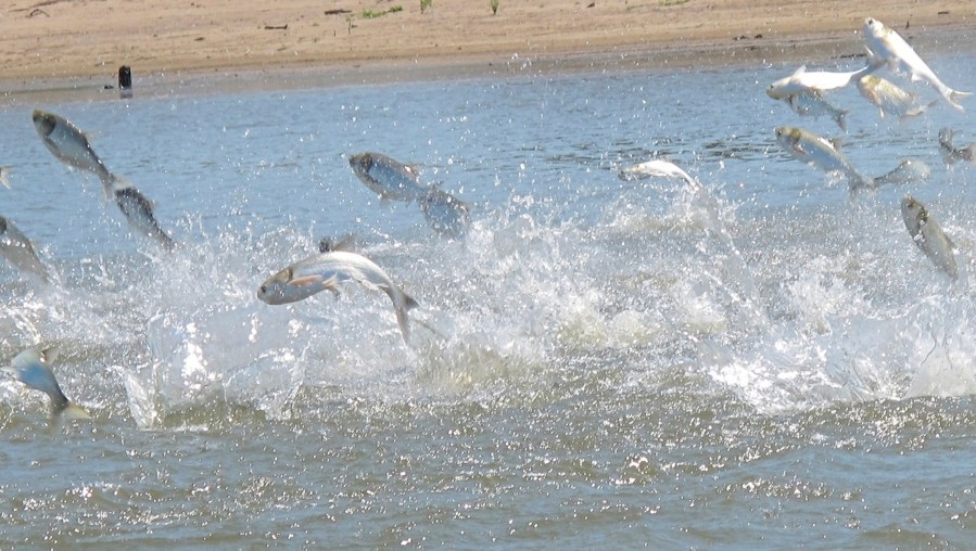 Carp chaos at Utah Lake as carp overpopulation becomes serious problem