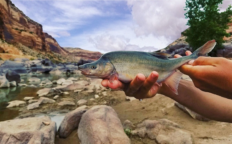 Here are 3 Utah conservation success stories for this year's Endangered Species Day