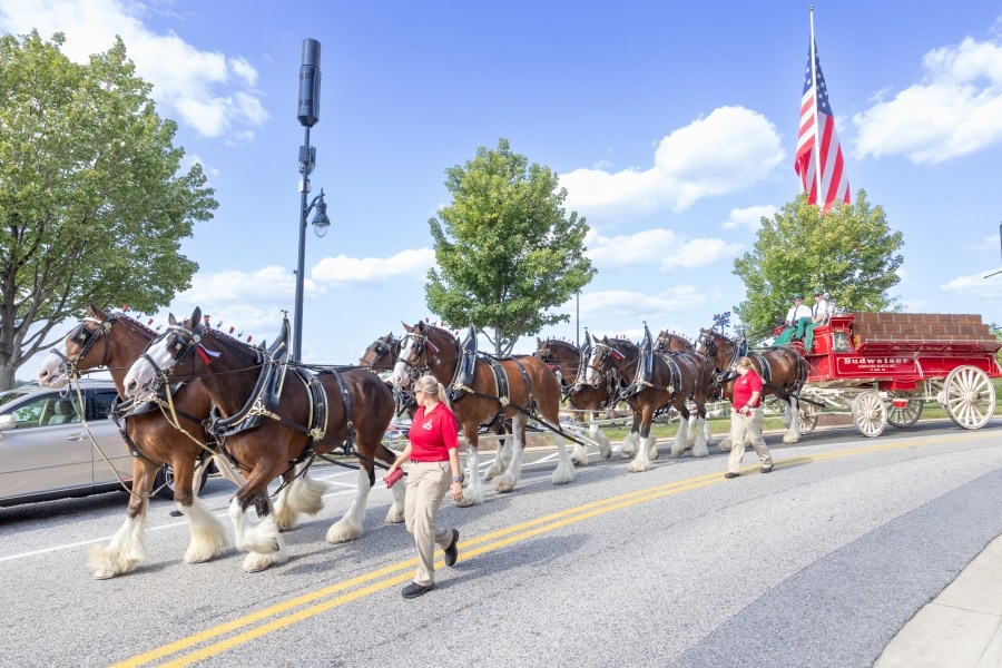 Budweiser Clydesdales make appearance with Folds of Honor at Lagoon Park