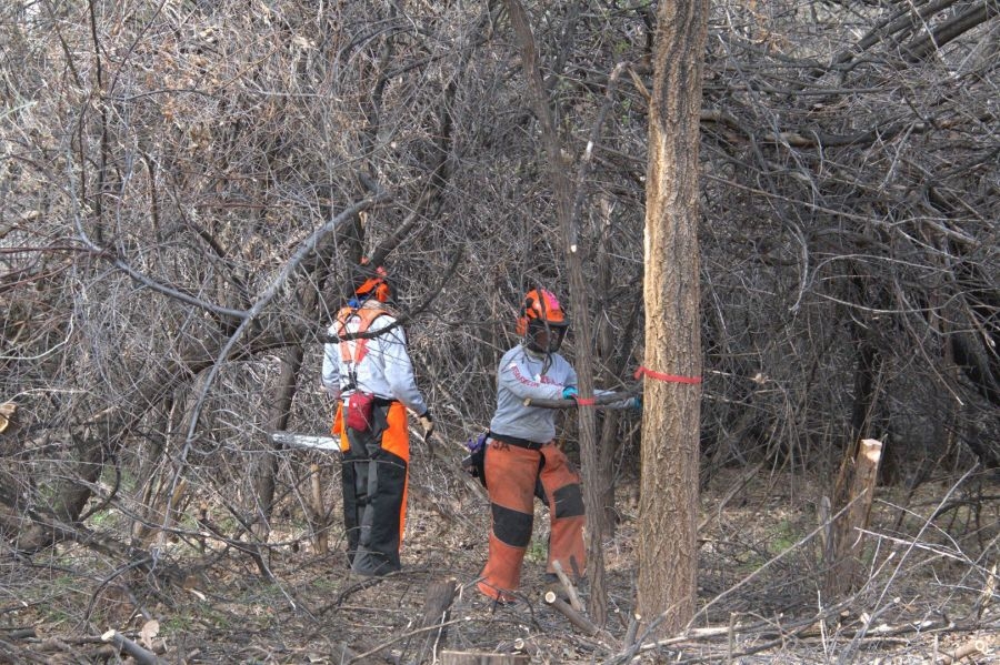 Forest thinning might lead to more wildfire danger, researchers say