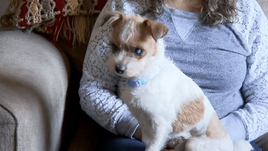 Two Utahns who took in dogs from Ogden hoarding situation share their stories