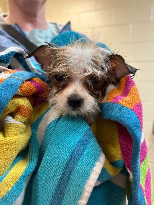 Animal shelters come together to help 152 dogs rescued in Ogden
