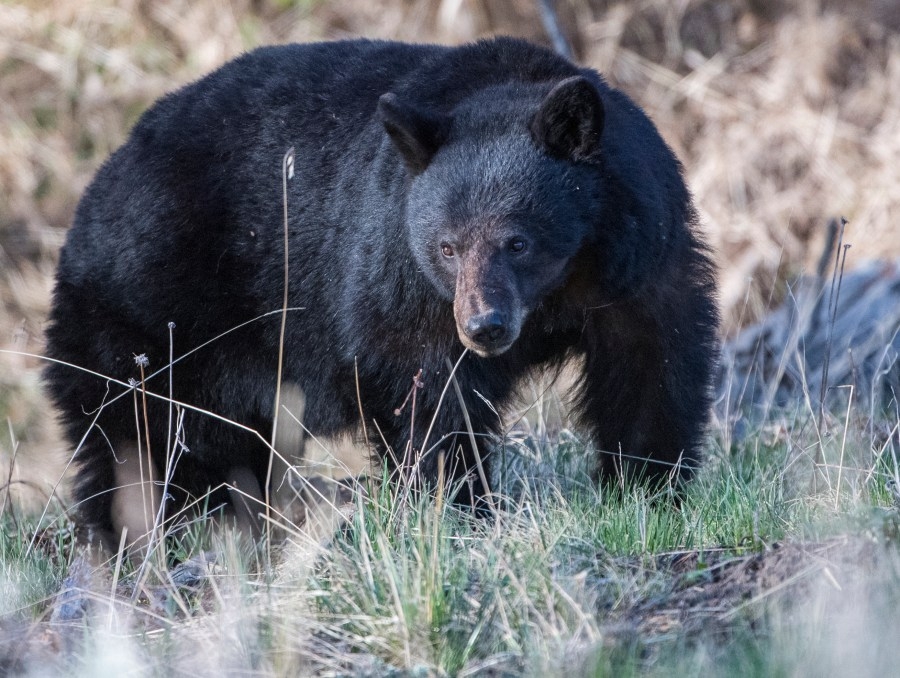 'Drive with extra caution:' Black bear struck and killed in Bear Lake State Park
