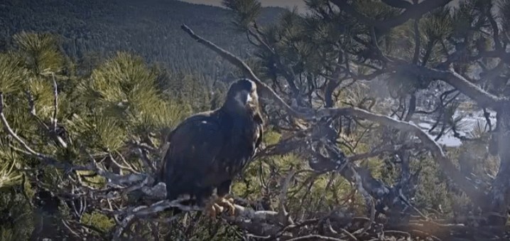 Taking to the sky: Big Bear Valley eaglets Gizmo and Sunny take first flights