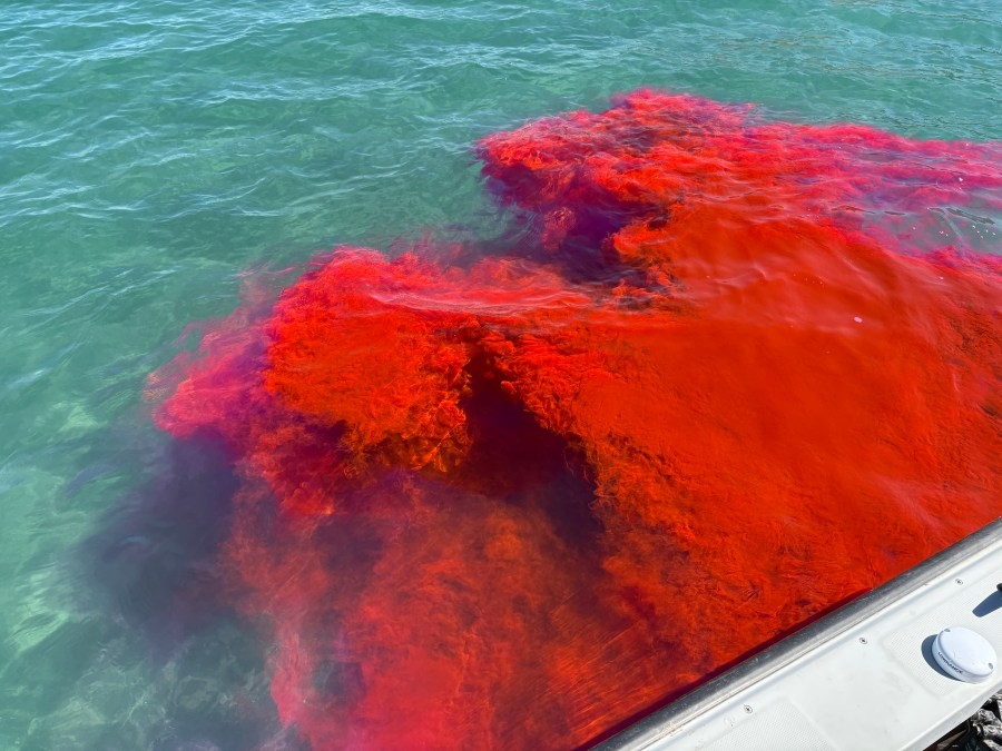 Pink water at Bear Lake? Here's how this study aims to curb invasive plant species